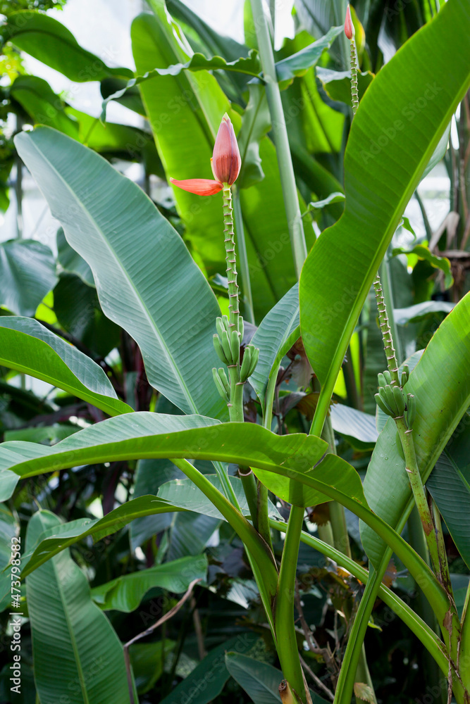 Obraz premium Musa laterita is an Asian tropical ornamental species of plant in the banana family.