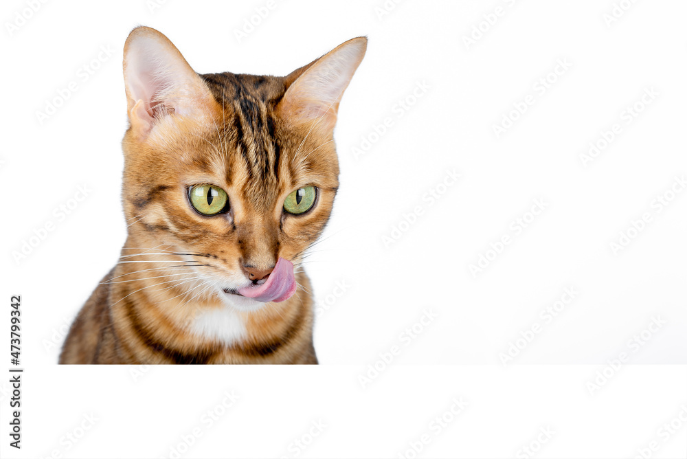 Bengal cat licks its lips on a white background with place for copy space. Bengal cat licks its lips on a white background with place for copy space.