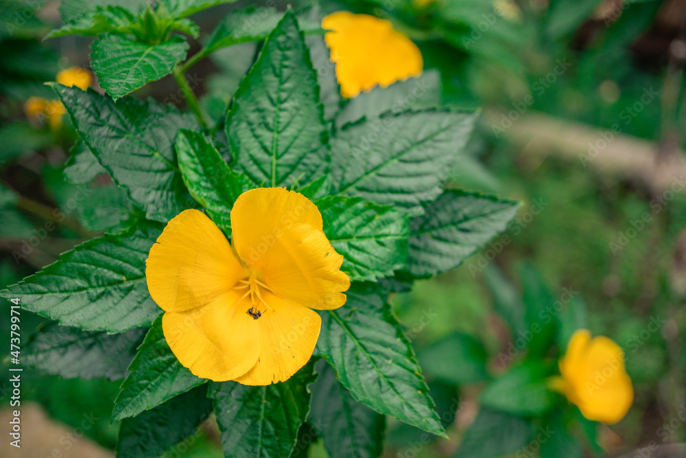 Macro photo of wild flower on the park when spring time. the photos is perfect for pamphlet, nature poster, nature promotion and traveler.  