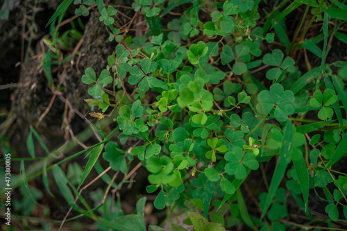 macro photo of three leaves clover blossom when spring time. the photos is perfect for pamphlet, nature poster, nature promotion and traveler. 