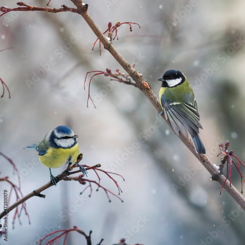 birds tit and azure are sitting in the winter park at each other