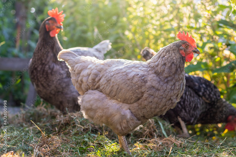 Free range Hens - blue and gray-colored hen in garden