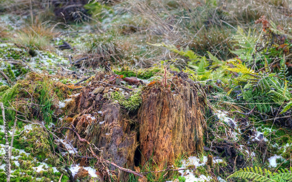 Obraz premium Neuanfang