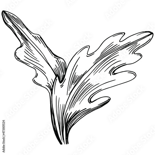 Arugula vector isolated plant with leaves. Herbal engraved style illustration. Detailed organic product sketch.The best for design logo, menu, label, icon, stamp.