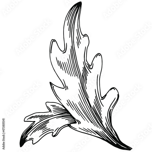 Arugula vector isolated plant with leaves. Herbal engraved style illustration. Detailed organic product sketch.The best for design logo, menu, label, icon, stamp.