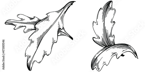 Arugula vector isolated plant with leaves. Herbal engraved style illustration. Detailed organic product sketch.The best for design logo, menu, label, icon, stamp.