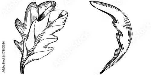 Arugula vector isolated plant with leaves. Herbal engraved style illustration. Detailed organic product sketch.The best for design logo, menu, label, icon, stamp.
