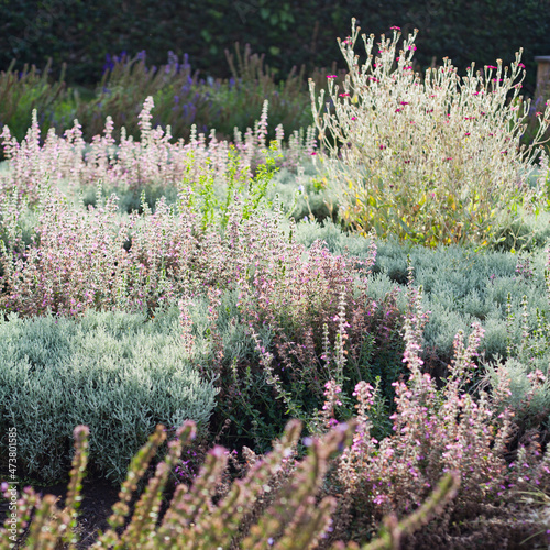 Mixed medicinal and herb border -  catnip, lavender, salvia, sage, and other shrubs growing together. photo