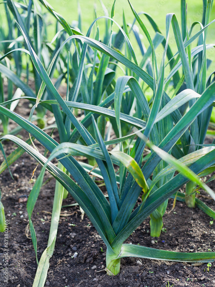 Obraz premium Leek - vegetable Allium ampeloprasum growing in the vegetable garden.