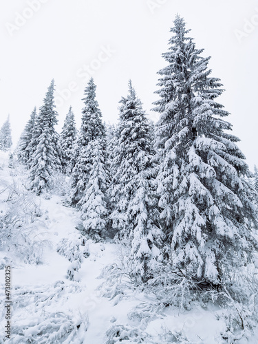 view of snowed winter forest