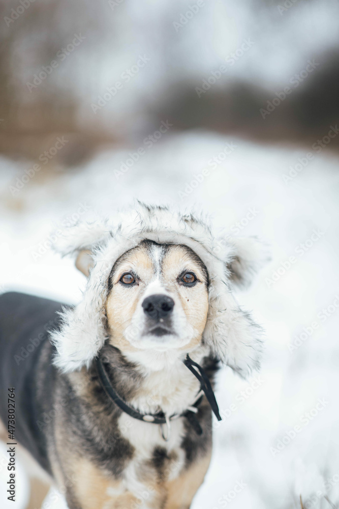 cute dog in a winter hat outdoors in snowy weather