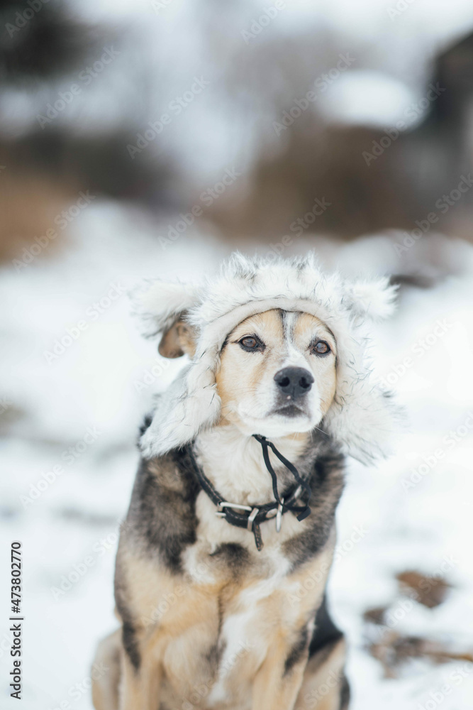hunting dog in a winter fur hat in the winter outdoors in the snow.