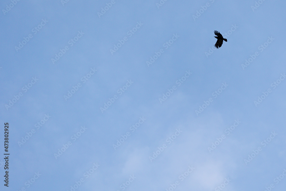 Silhouette of a crow flying in the sky