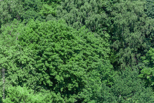 Green shrub, trees, thickets, seamless foliage texture