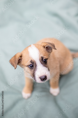 Fototapeta Naklejka Na Ścianę i Meble -  Little dog on a blurred background