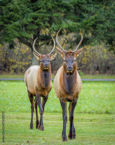 Two Elk or  Manitoban Elk sparring  near Oconaluftee Visitor Center in Great Smoky Mountains National Park in North Carolina USA photo