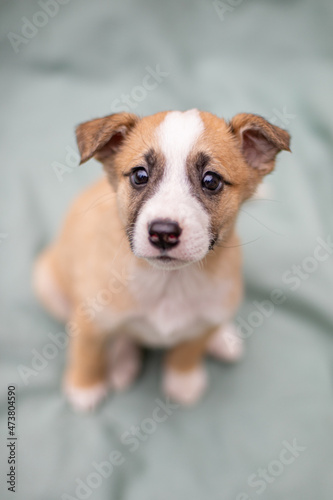 Little dog on a blurred background