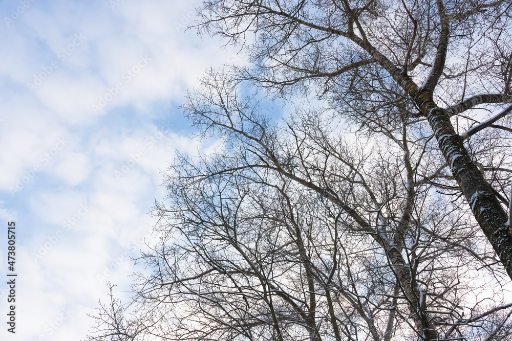 Snow-covered tree branches against blue sky with white clouds Snow-covered tree branches against blue sky with white clouds