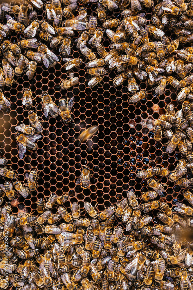 Swarm of honey bees on beehive at farm Swarm of honey bees on beehive at farm