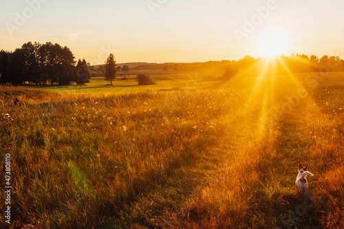 Dog standing on grassy landscape during sunset, Poland
