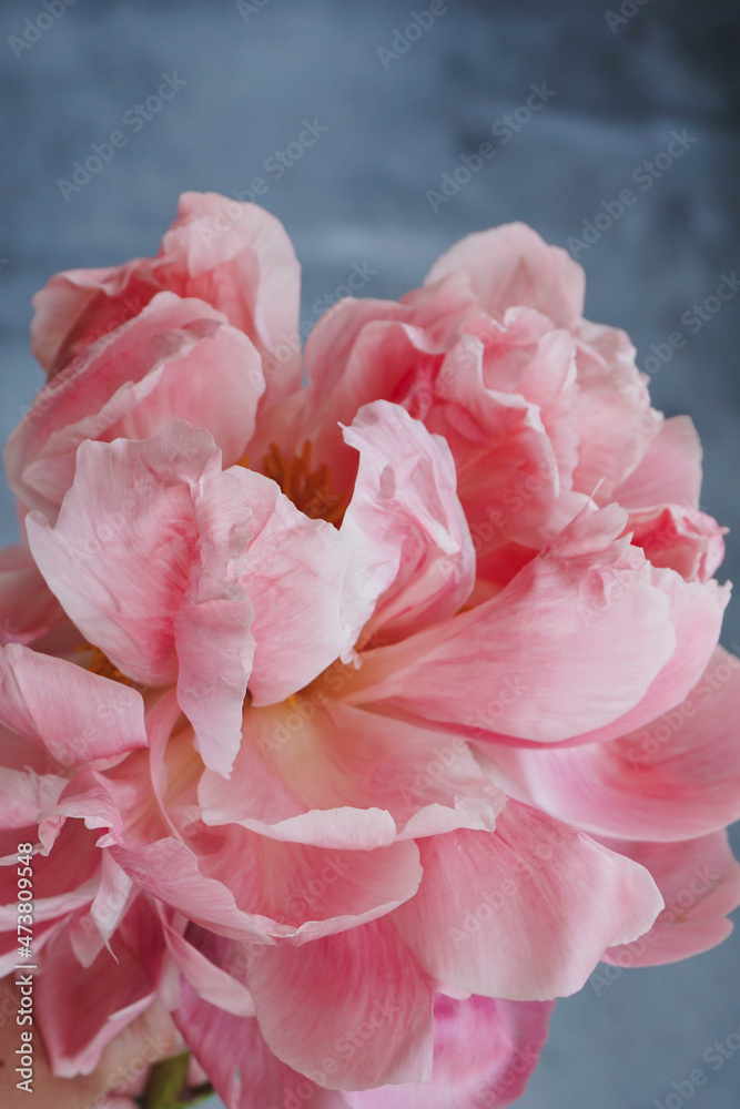 Pink peony close-up on a concrete background