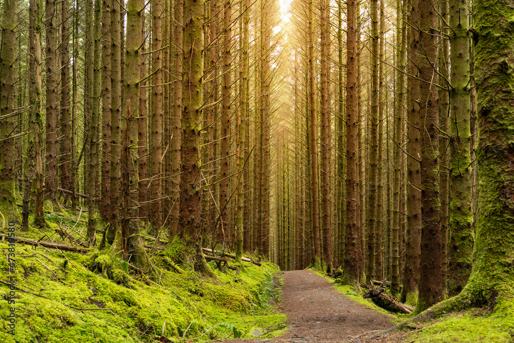 Obraz premium Remote trail leading through a pine forest at sunrise in the Scottish highlands