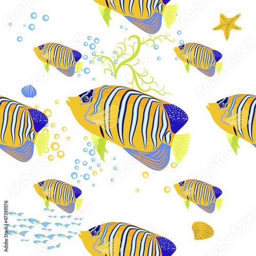 Emperor angelfish Pomacanthus imperator on white, sea animal wildlife character. Nature underwater, marine wild ocean zoo fish.