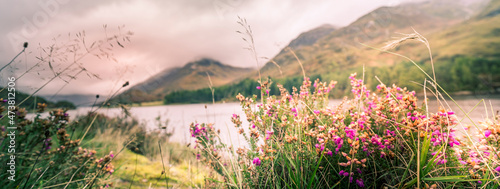 Purple wild flowers and heather growing near a loch in Glencoe, Scotland