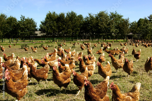Free range chicken in meadow. Poultry. Farm. Netherlands. Farming. Animal welfare.