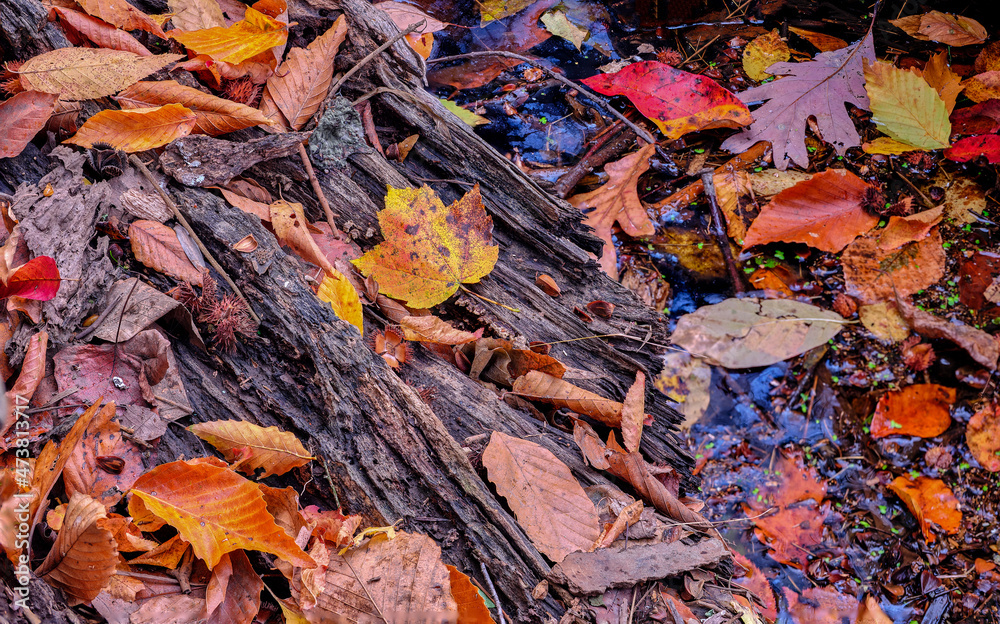 Colorful red and orange leaves laying on a log in a small marsh in the forest