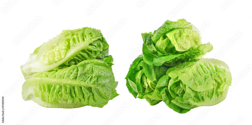 Fresh green cos lettuce isolated on white background.