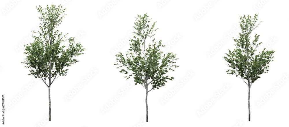 Cutout tree for use as a raw material for editing work. isolated green deciduous tree on white background, 3D illustration, cg render Cutout tree for use as a raw material for editing work. isolated green deciduous tree on white background, 3D illustration, cg render
