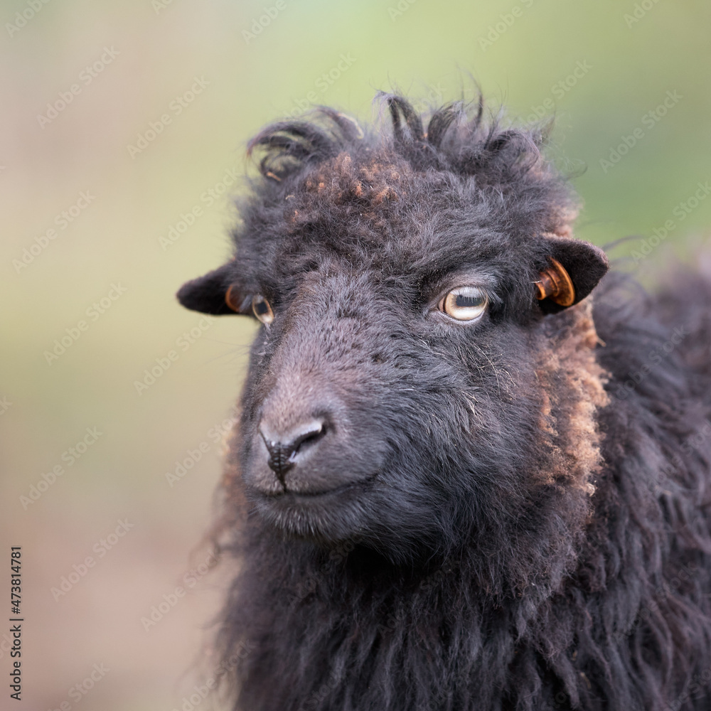 Portrait of black female ouessant sheep