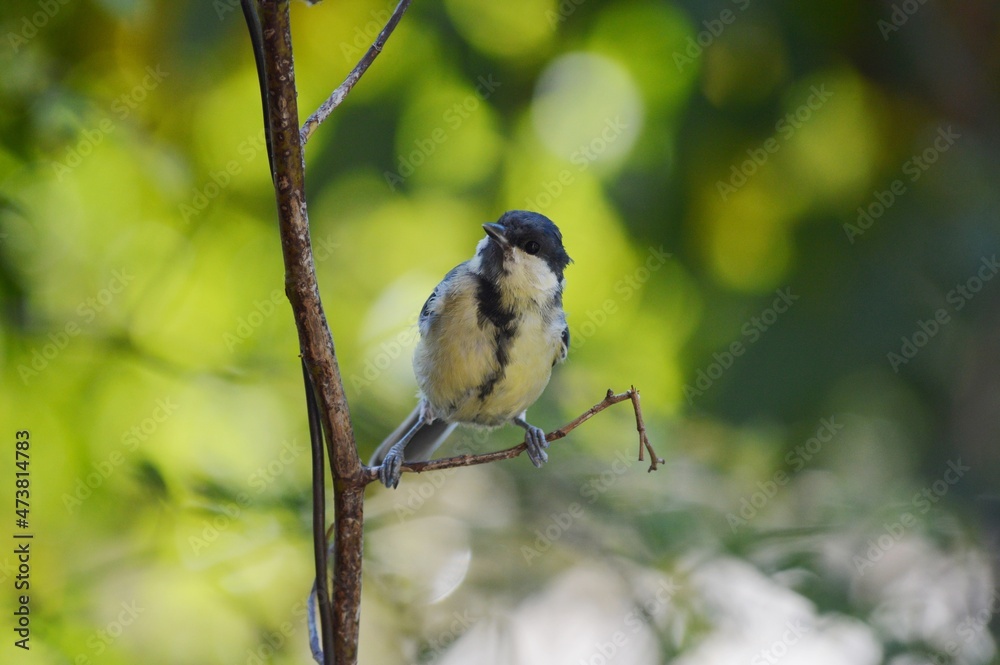 Obraz premium a small bird on a branch