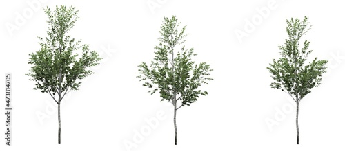 Cutout tree for use as a raw material for editing work. isolated green deciduous tree on white background  3D illustration  cg render