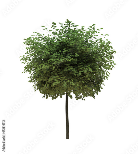 Cutout tree for use as a raw material for editing work. isolated green deciduous tree on white background  3D illustration  cg render