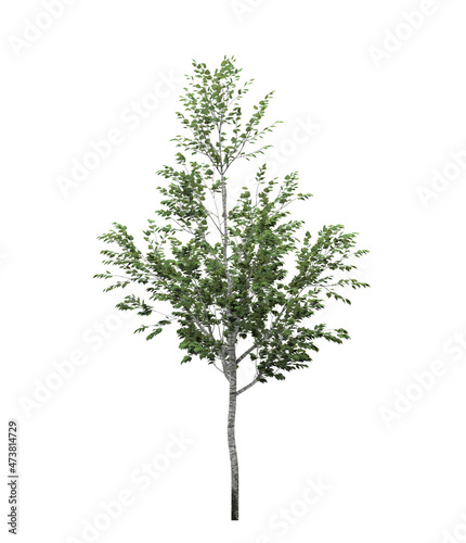 Cutout tree for use as a raw material for editing work. isolated green deciduous tree on white background, 3D illustration, cg render