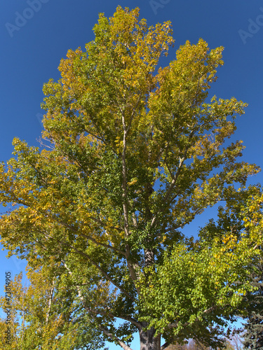 Stunning low angle view of aspen tree (Populus tremuloides) with green and yellow colored leaves in autumn season in Calgary, Alberta, Canada.