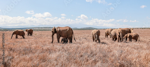 A breeding herd of Elephants with young calves grazing at Borana Lodge in Kenya photo