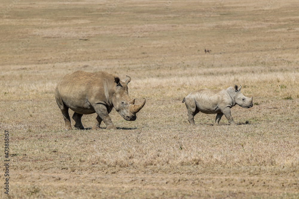 A female White Rhino and her calf strike stride out at Borana Lodge in Kenya A female White Rhino and her calf strike stride out at Borana Lodge in Kenya