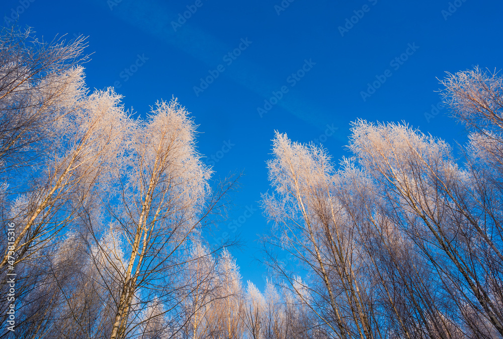 Branches of trees covered with frost on a background of blue sky Branches of trees covered with frost on a background of blue sky