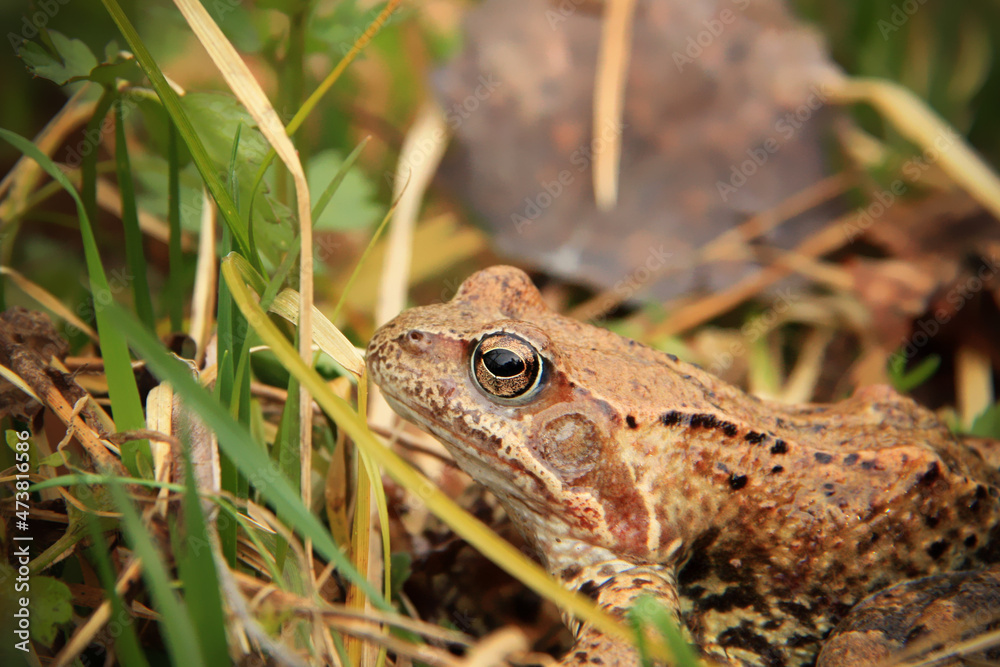 A common frog (Rana temporaria) in the grass A common frog (Rana temporaria) in the grass