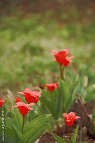Red flowers of Greig's tulip in the forest