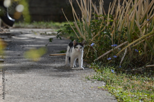 a little black and white cat is walking
