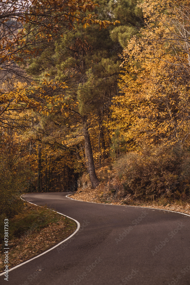 Fototapeta premium road in autumn forest