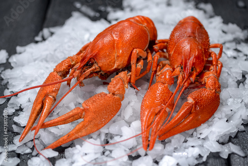 two large boiled crayfish on ice on a black background
