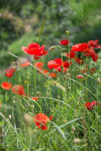 Red poppy flowers blooming among green grass