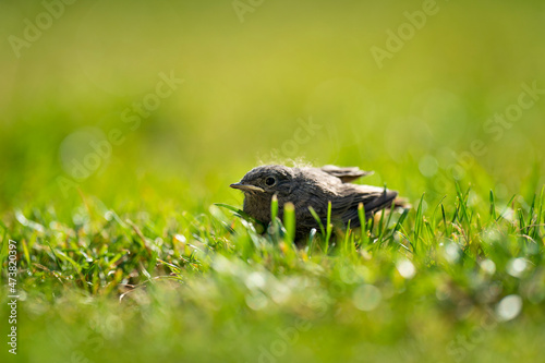 little bird on the grass