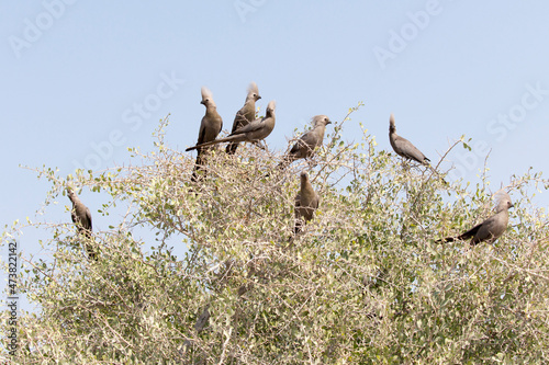 A group of grey lourie birds photo