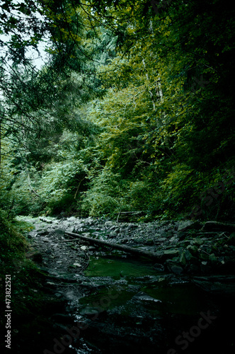 Fototapeta Naklejka Na Ścianę i Meble -  Mountain river, forest landscape. Calm landscape in the middle of a green forest. High quality photo